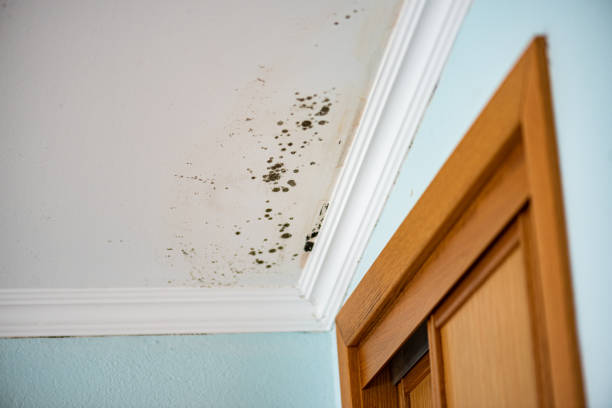 Best Attic Mold Removal  in Dakota Ridge, CO